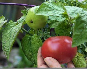 Dwarf Arctic Rose Tomato