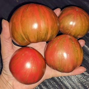 Dwarf Blackfire Tomato