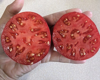 Aurora Blue Tomato