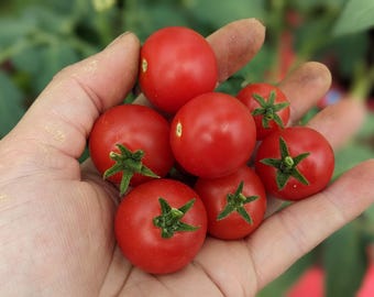 15 Blue Room / Blaue Zimmer Micro Dwarf Tomato Seeds – 2025 Harvest – Non-GMO – Aerogarden Friendly