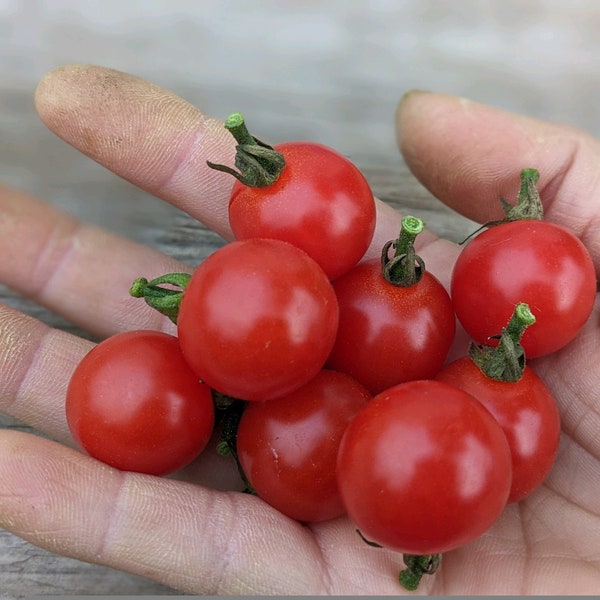 Sweet Aperitif Cherry Tomato