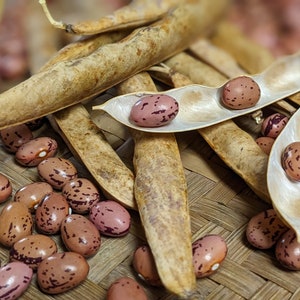 Tamila Pole Bean
