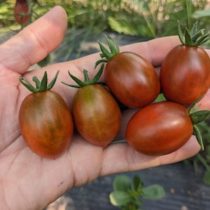 May include: A handful of ripe, oblong tomatoes with a deep red-brown hue, accented by green stems. The tomatoes are held in an open hand, showcasing their size and freshness. The background features green foliage.