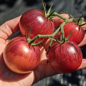 May include: Four ripe, heirloom tomatoes on a green vine, held in a hand. The tomatoes are a deep red with dark purple stripes. The tomatoes are round and have green stems.