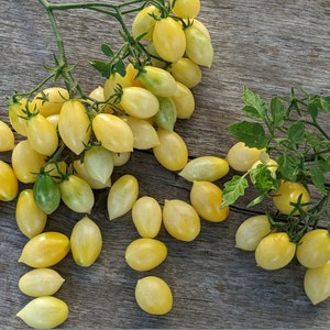 Barry&#39;s Crazy Cherry Tomato