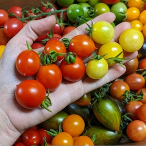 Snow White Cherry Tomato