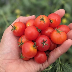 May include: A handful of ripe, red cherry tomatoes with green stems. The tomatoes are held in an open hand against a blurred green background, suggesting a garden setting. Some tomatoes have an orange hue.