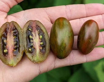 Tomarindo Multicolor Tomato