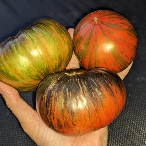 Dwarf Dipper&#39;s Delight Tomato