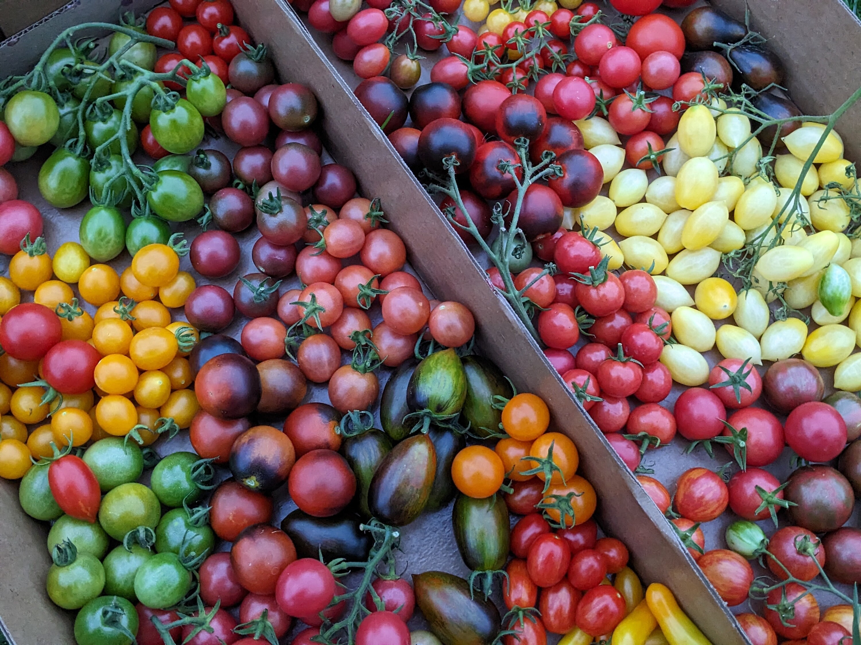 Indigo Cherry Drops Tomato - Etsy