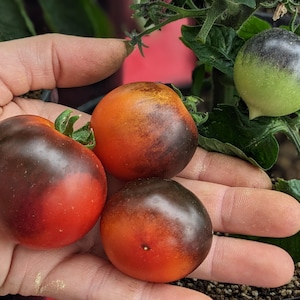 May include: Close-up of a hand holding three ripe tomatoes with a gradient of red, orange, and dark purple hues. Green tomatoes are visible on the vine in the background. The tomatoes are a unique variety.