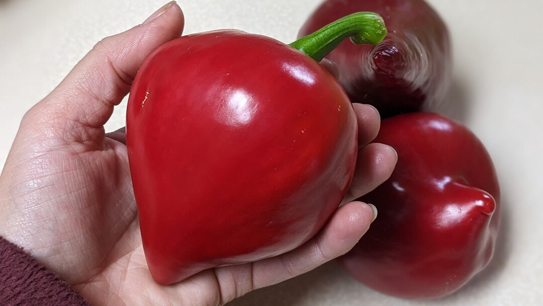 Lesya Sweet Red Pepper - Etsy