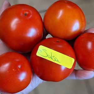 May include: Five red tomatoes, some with a slight orange hue, are held in a hand. One tomato has a yellow sticker that says "Salsa".