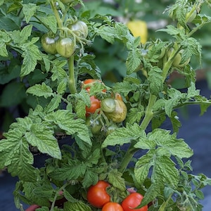 May include: A potted tomato plant with green leaves and red ripe tomatoes. The plant is growing in a brown pot with straw mulch.
