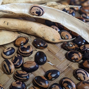 Kiagara Mame Pole Bean