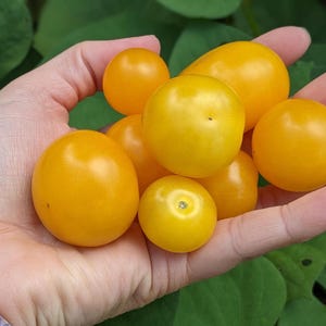 May include: A hand holding a handful of small, bright yellow tomatoes.