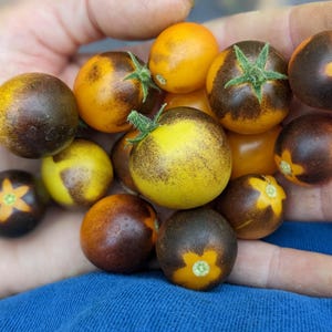 May include: A handful of colorful cherry tomatoes. The tomatoes range in color from yellow to dark brown, with some displaying star-shaped patterns. The tomatoes have green stems and are ready to eat.