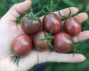 Ron's Carbon Copy Cherry Tomato