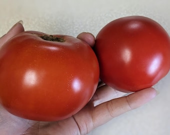 Box Car Willie Tomato