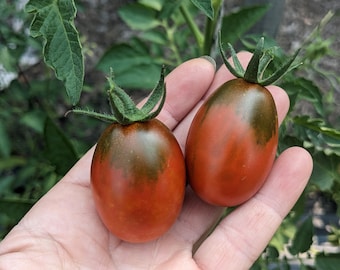 Black Keyes Tomato