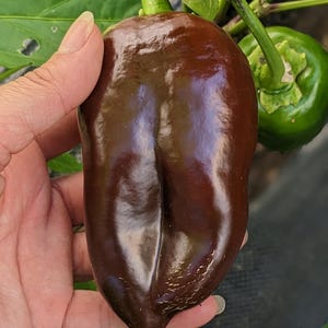 Sweet Chocolate Pepper