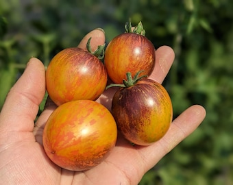 Cosmic Mountain Sunset Cherry Tomato