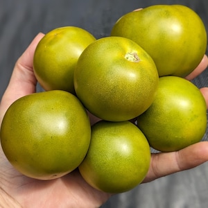 May include: A hand holding several green tomatoes. The tomatoes are round and have a smooth, slightly shiny surface. The color is a mix of green and yellow, with some darker spots. The tomatoes vary in size, with the largest being about 4 inches in diameter.