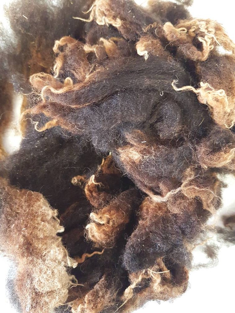 Op de afbeelding: Close-up van onbewerkte wolvezels in tinten donkerbruin, zwart en bruin. De vezels zijn strak gekruld en getextureerd, wat duidt op een natuurlijk, organisch materiaal. Ideaal voor knutsel- en textielprojecten.