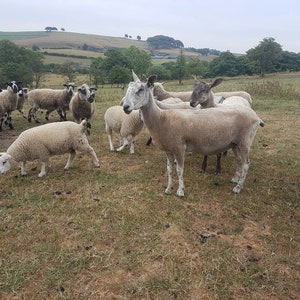 Wensleydale locks / 50g award winning / washed locks / doll hair / spinning / blythe reroot / curly locks / fibre ringlets image 10