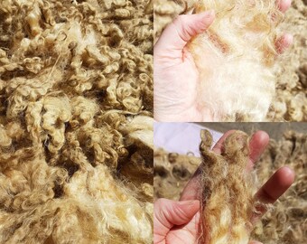 Lincoln Longwool Sheep Fleece / 150g Fleece / Rare Breed / Spinning / Felting / Raw Wool / Reroot / Doll Hair / Locks / Curly Fleece / RBST