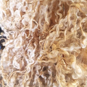 Raw Teeswater Sheep Fleece / 200g Fleece / Rare Breed / Spinning / Blythe / Locks / Raw Wool / Doll Hair / Reroot