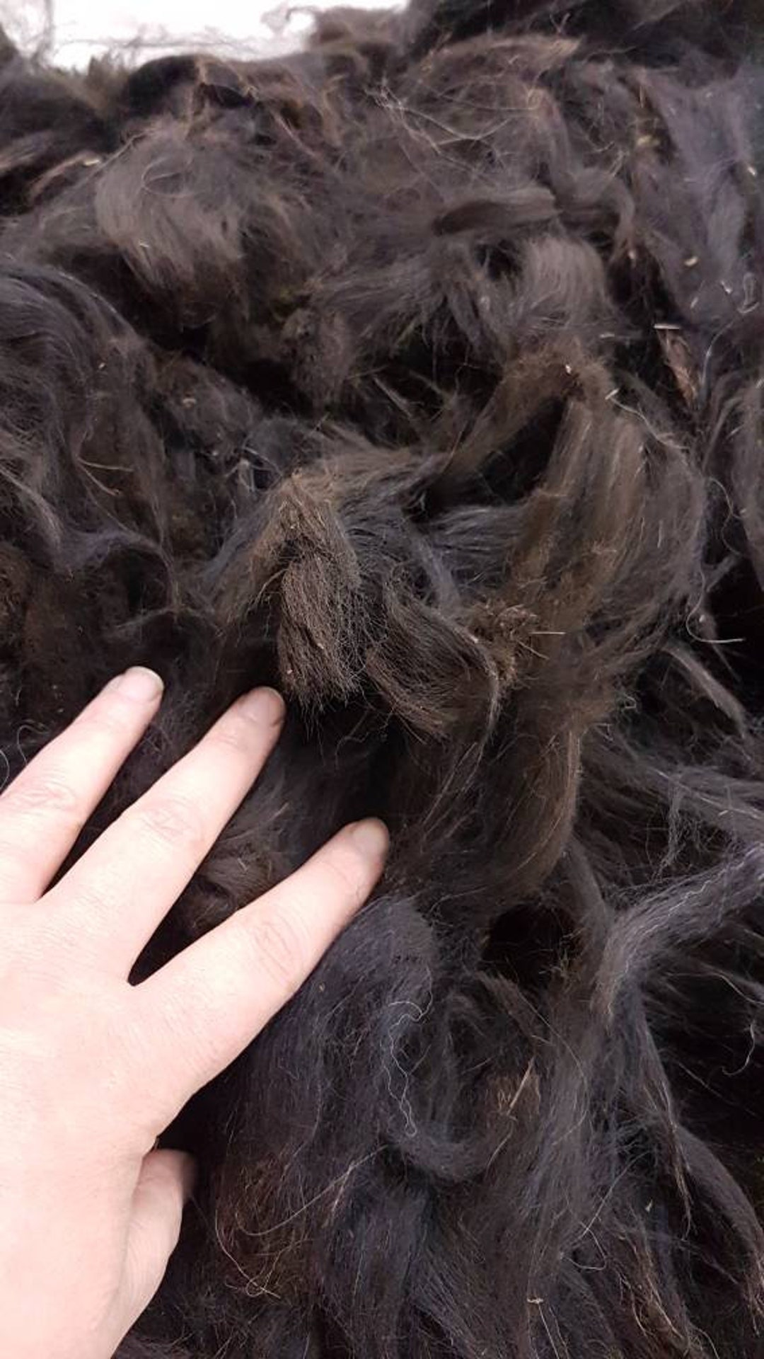 Black Alpaca Fleece /rare Black Crimp Alpaca Fibre / 100g Etsy