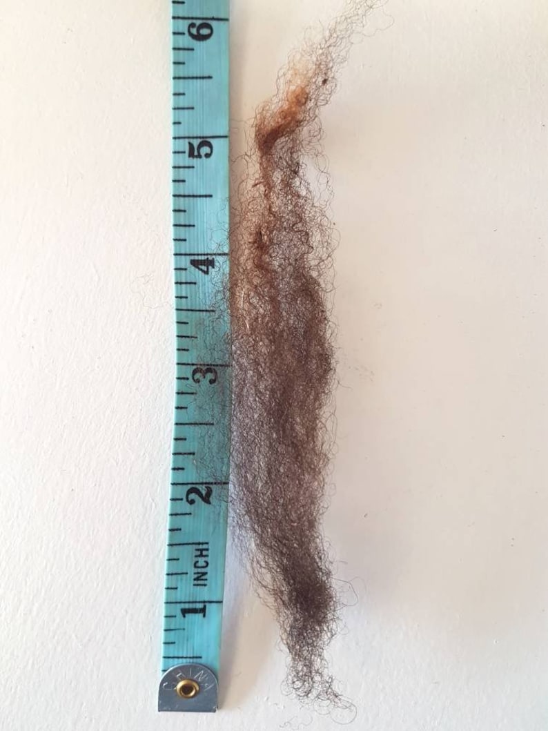 Op de afbeelding: Een monster van donkerbruin haar, ongeveer 15 cm lang, naast een blauwe meetlint. Het haar is een mix van bruine tinten en heeft een krullende textuur. De meetlint is gemarkeerd in inches.