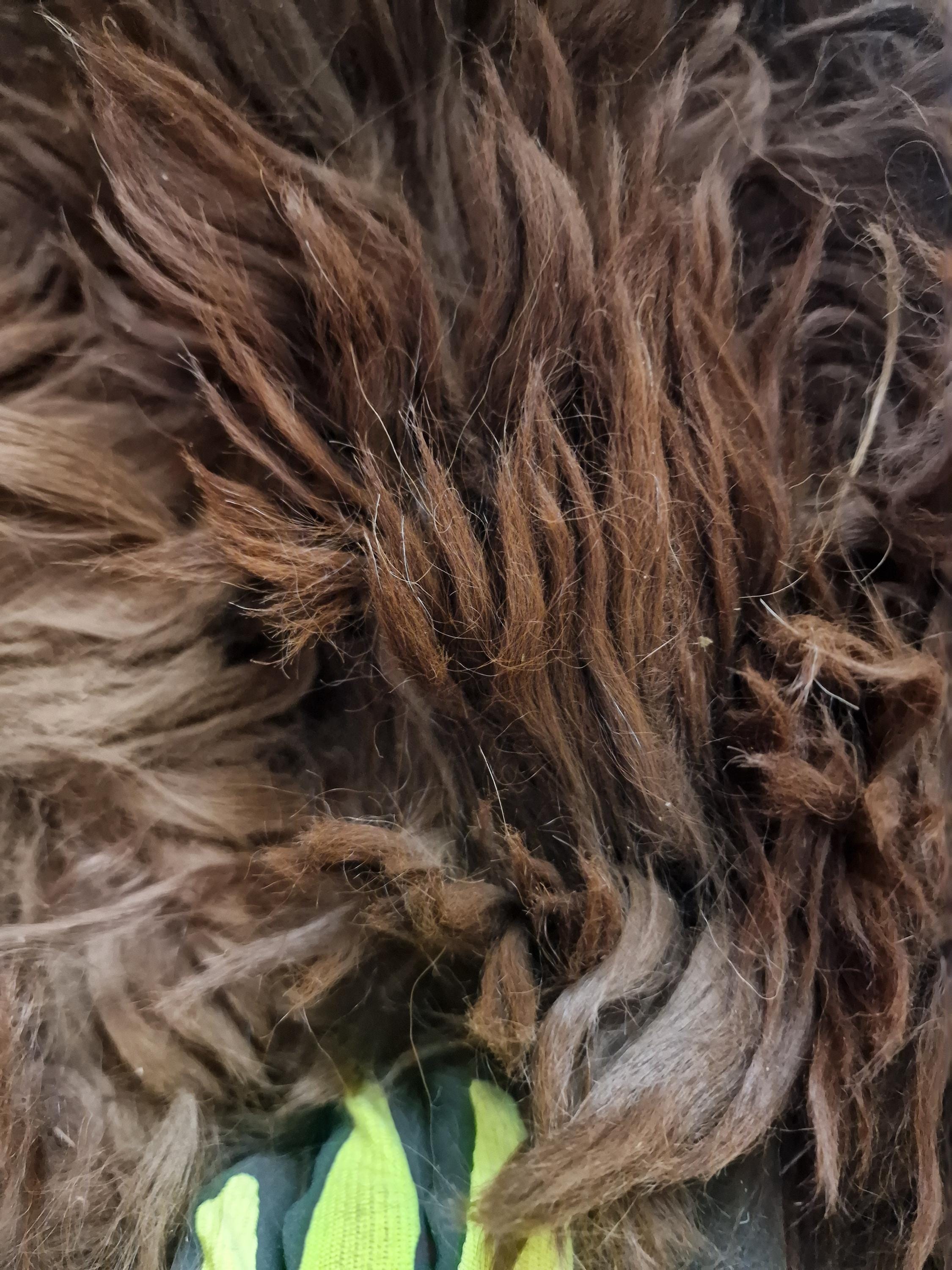 Whole walnut Suri Alpaca fleece 2 kilos for doll hair, wefts, wigs and felting, plus water soluble fabric for wefts Ariel