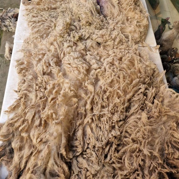 Shetland Whole Fleece Part Feutré / Pedigree Shetland Shearling / 900g environ / Blanc / Sheep Fleece / Whole Fleece / Cruelty Free / Rosie