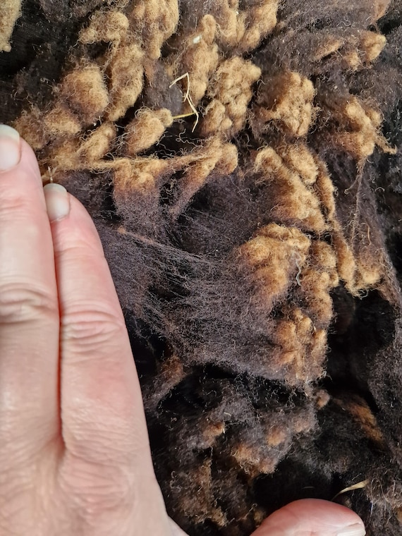200g Black Welsh Mountain Sheep Fleece / Raw Fleece / Hand Spinning / Handspinning