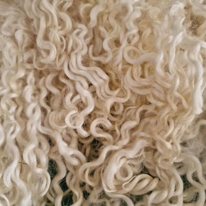May include: Close-up of a pile of off-white, curly wool fibres. The fibres are tightly curled, creating a dense, textured appearance. The wool appears soft and fluffy, with variations in colour and texture throughout the pile. Ideal for crafting and textile projects.
