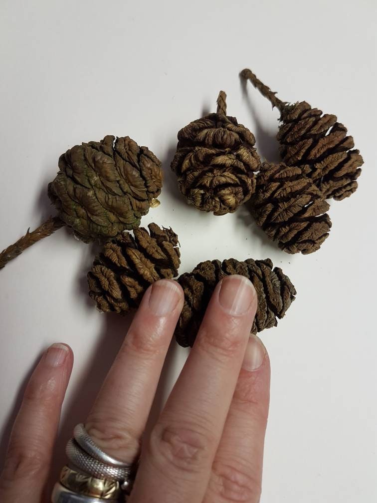 Giant Redwood Pine Cones / Sequoia Pine Cones / English Pine Etsy UK