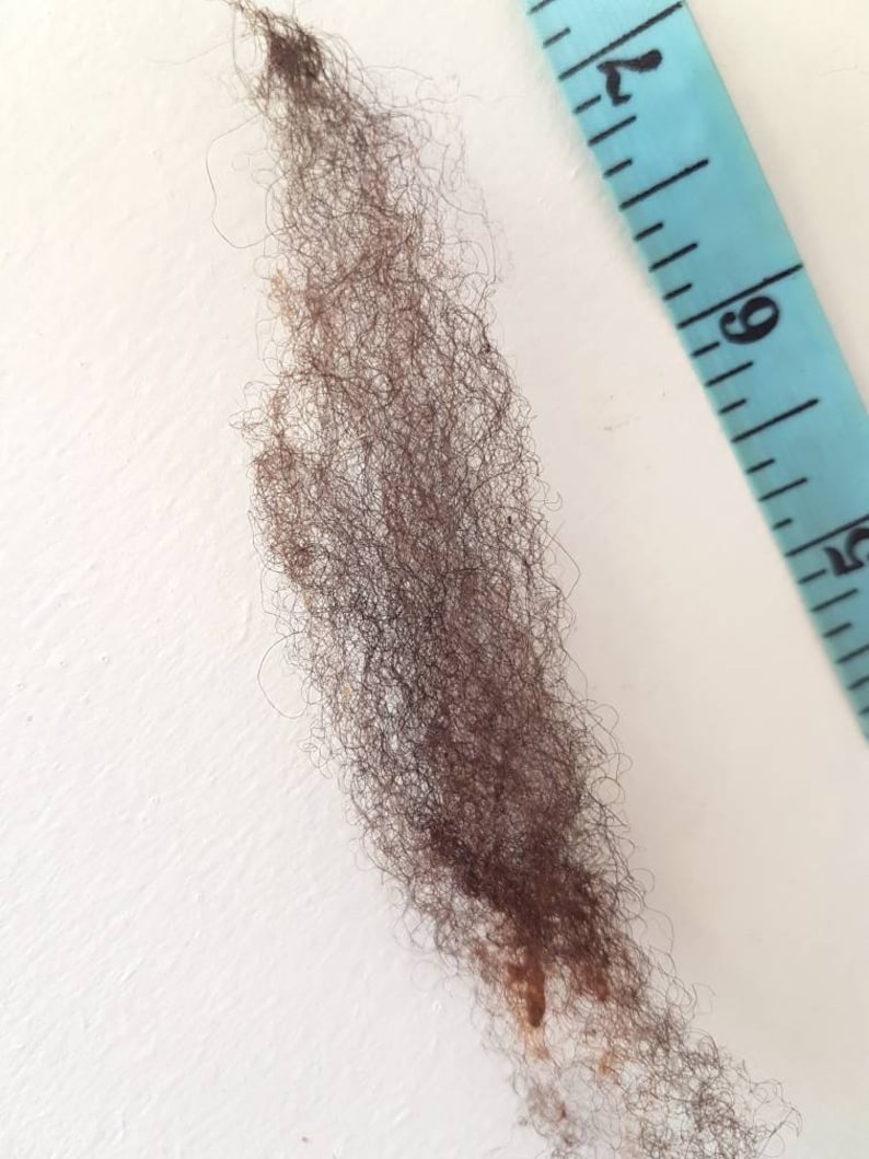 Op de afbeelding: Een monster van donkerbruin haar, ongeveer 15 cm lang, wordt getoond tegen een witte achtergrond. Een blauwe meetlint is rechts geplaatst en dient als visuele referentie voor de haarlengte.
