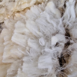 British Bowmont Merino Fleece, Rare Breed Raw Wool for Spinning & Felting (100g)