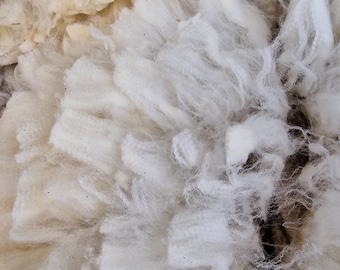 Britische Merinowolle Bowmont / 100g Fleece / Bedrohte Rasse / Britische seltene Rasse / Spinnerei / Filzen / Rohwolle / Luxus Fleece / Feine Wolle