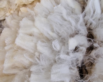 British Merino Bowmont / 500g Fleece / Endangered / British Rare Breed / Spinning / Felting / Raw Wool / Luxury Fleece / Fine Wool