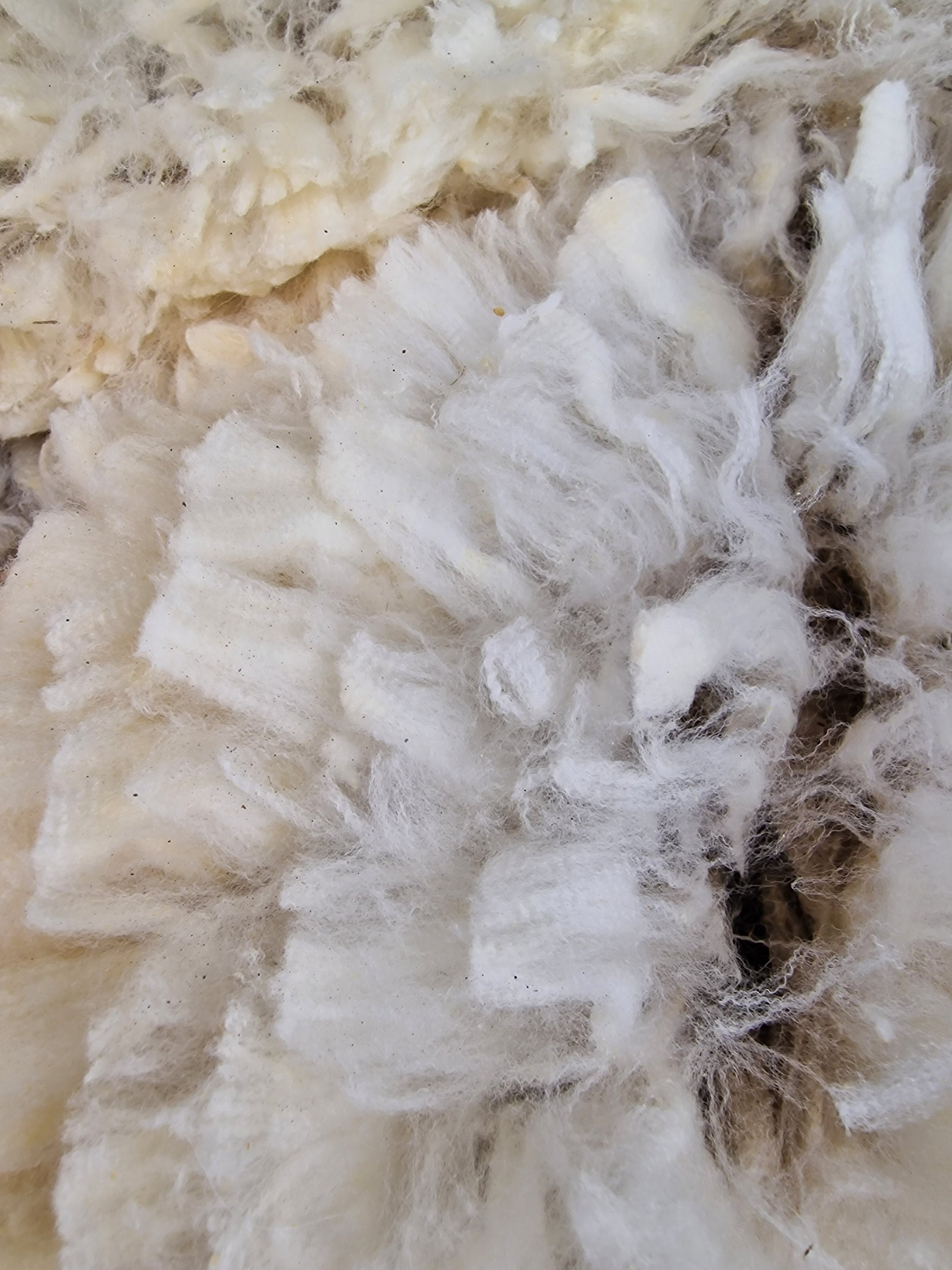 British Merino Bowmont / 100g Fleece / Endangered / British Rare Breed /  Spinning / Felting / Raw Wool / Luxury Fleece / Fine Wool -  Hong Kong