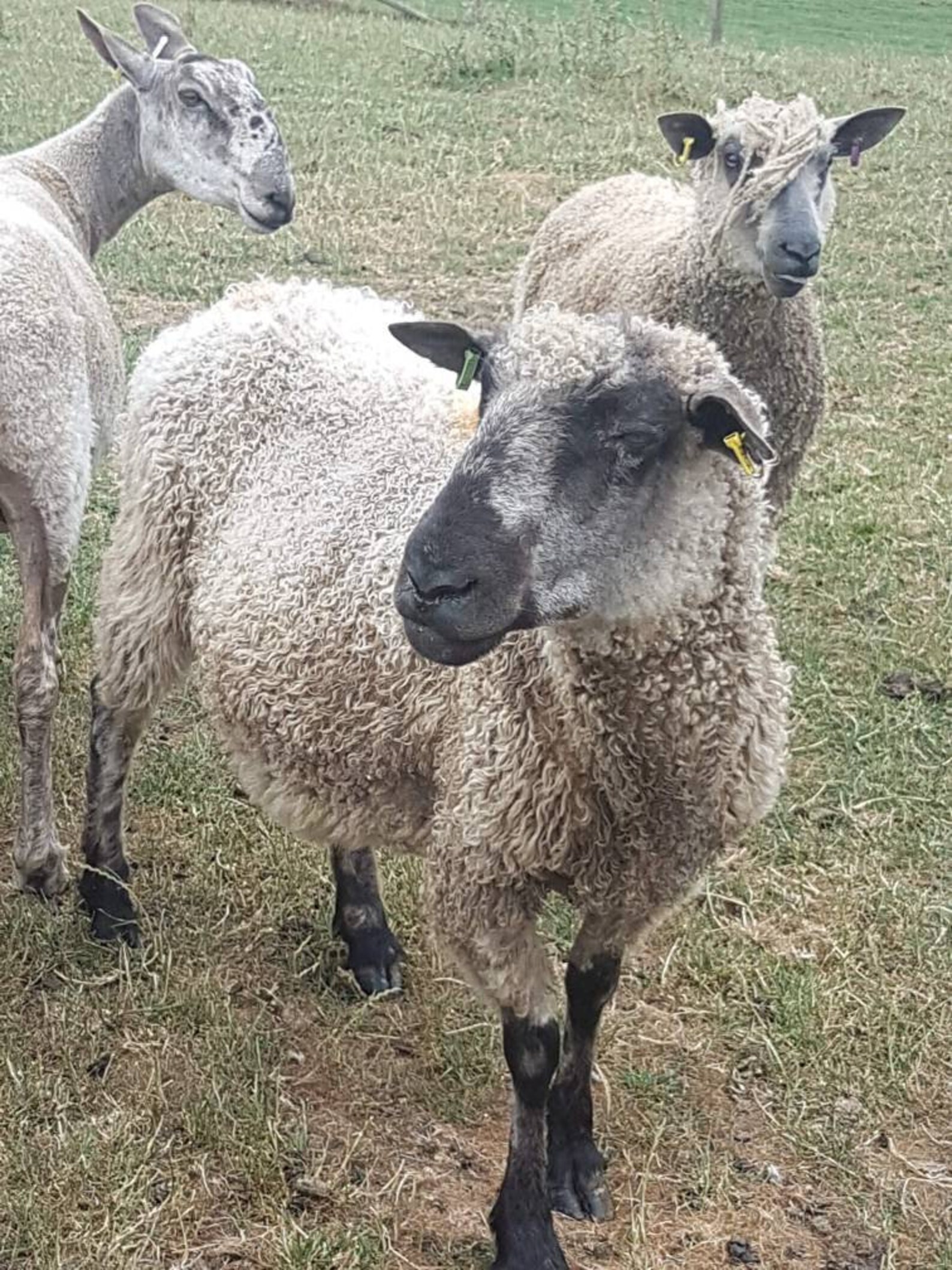 Raw Teeswater Sheep Fleece / 200g Fleece / Rare Breed / Etsy