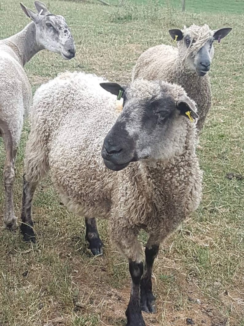 Raw Teeswater Sheep Fleece / 200g Fleece / Rare Breed / Etsy