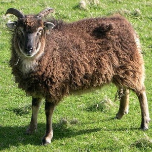 Op de afbeelding: Een bruin schaap met gekrulde hoorns staat in een grasveld. Het schaap heeft dikke, krullende wol en een donker gezicht. Het dier kijkt in de camera, met een schaduw op het groene gras.