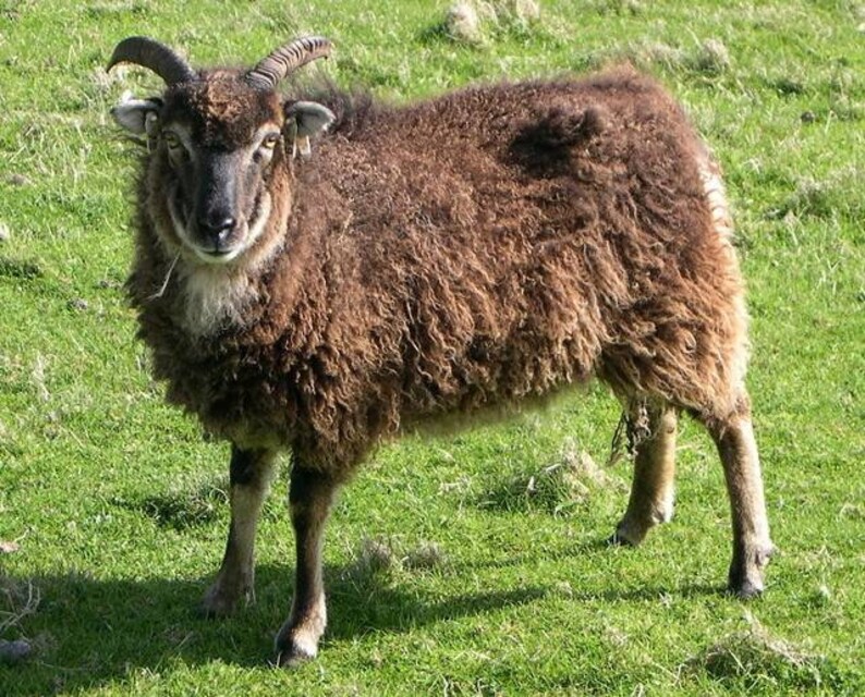 Op de afbeelding: Een bruin schaap met gekrulde hoorns staat in een grasveld. Het schaap heeft dikke, krullende wol en een donker gezicht. Het dier kijkt in de camera, met een schaduw op het groene gras.