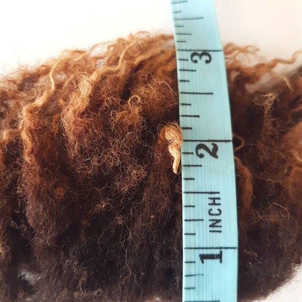 Raw Soay Sheep Fleece / 100g Chocolate Fleece / Rare Breed / Spinning / Felting / Wool / Raw Wool / Raw Fleece / Natural Fiber / Brown Locks