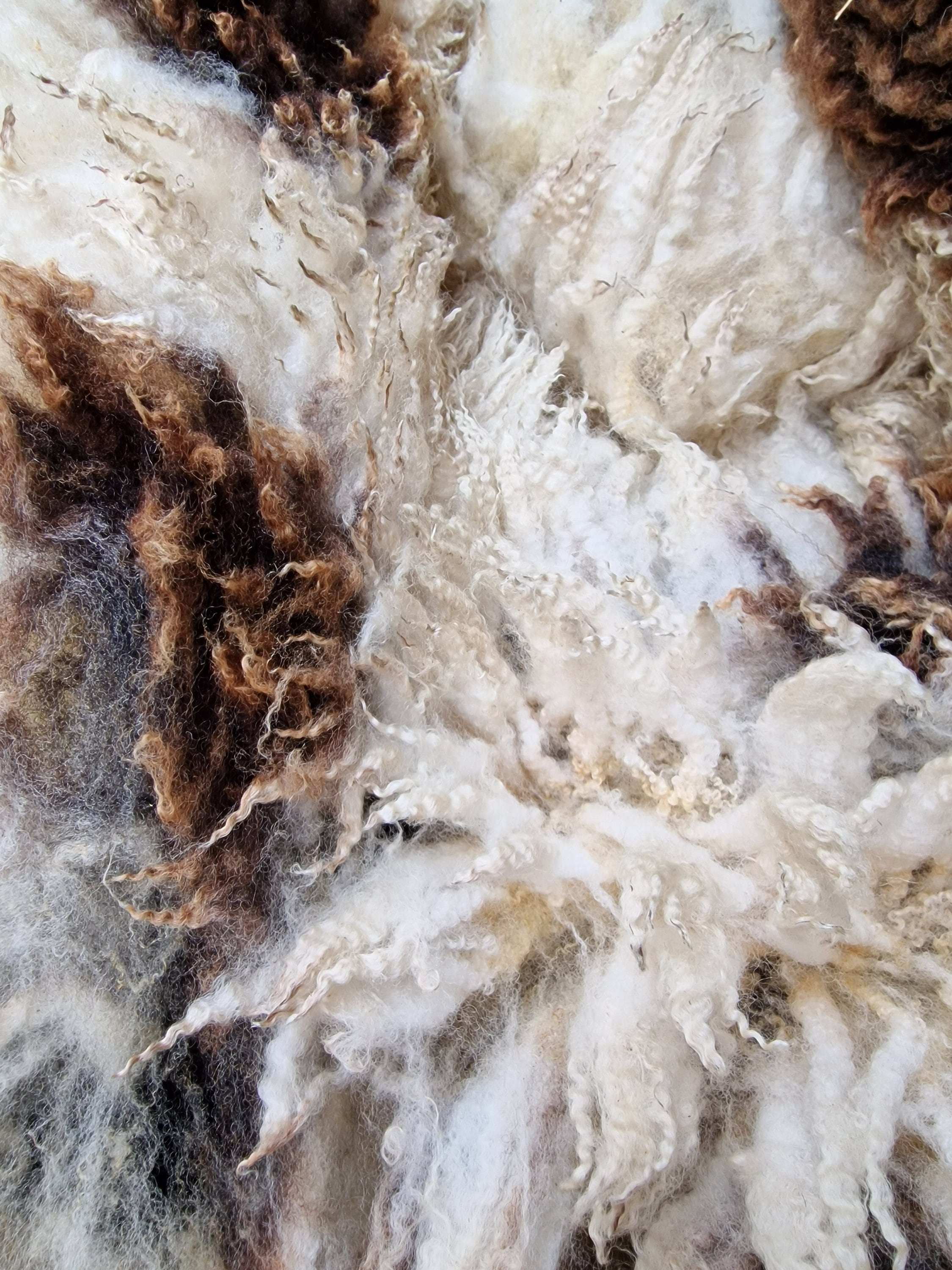 200g Pedigree Dutch Spotted Sheep Fleece / Raw Fleece / Hand Spinning / Handspinning