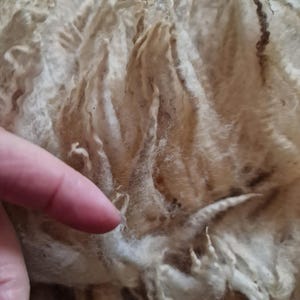 200g ペディグリー レイン シープフリース / 生フリース / 手紡ぎ / 手紡ぎ